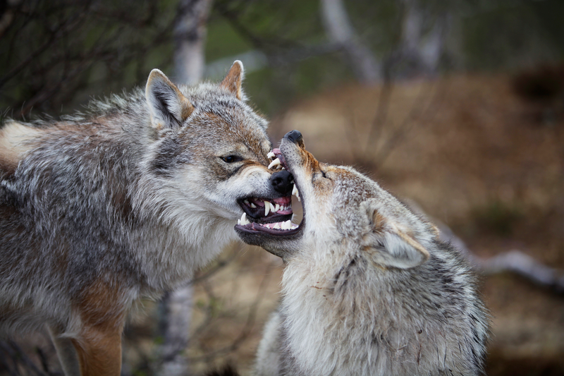 Illustration for article titled Top Predators May Be the Most Important Animals on Earth